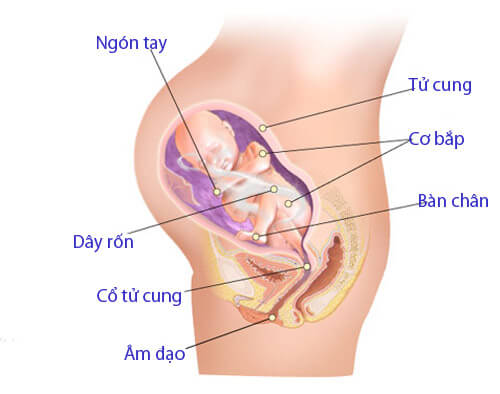 Sự phát triển của thai nhi tháng thứ 7 Sự phát triển của thai nhi tháng thứ 7