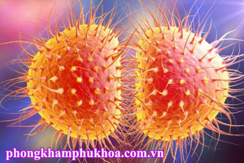 Neisseria Gonorrhoeae song cầu gây bệnh lậu Neisseria Gonorrhoeae song cầu gây bệnh lậu