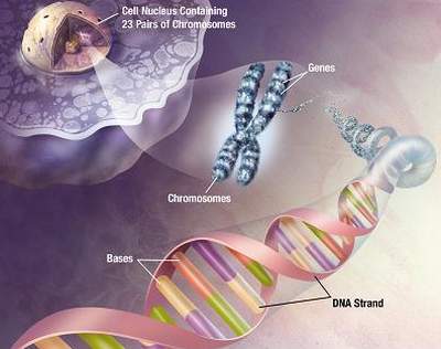 Bệnh giang mai là bệnh có tính di truyền cao