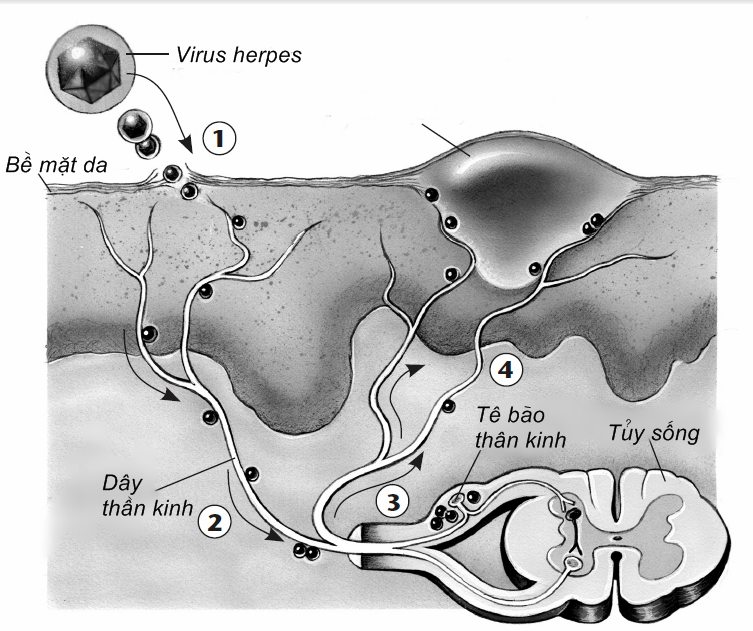 Các vị trí tồn tại trong cơ thể của virut mụn rộp