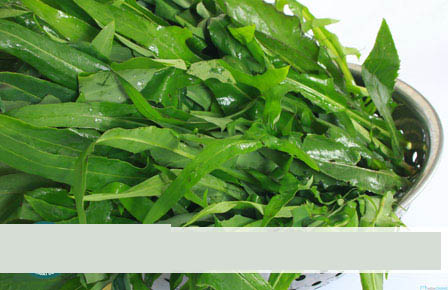 Cách thử thai bằng lá bồ công anh